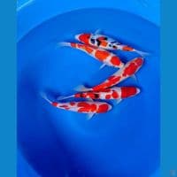27-30cm Kohaku Sanke