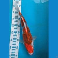 Goshiki 35 cm Female