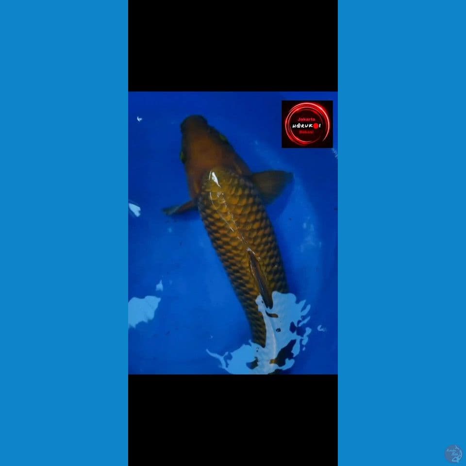 Male 50 cm