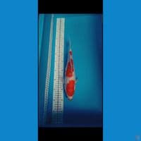 kohaku 3 step ????