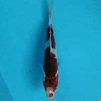 goromo 19cm