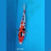 sanke 27 cm