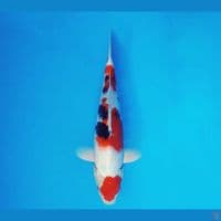 TORA 4 - Showa Evo 32 cm/male ®