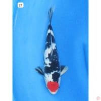 Tancho Showa - 27cm
