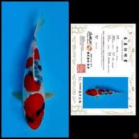 Showa sakai 23cm 