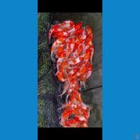 Borong ikan kualitas (HQ) 20-30cm 90%Doitsu
