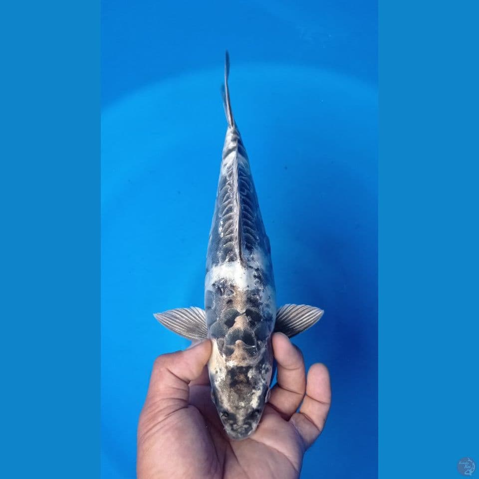 SIRO DOITS 30CM