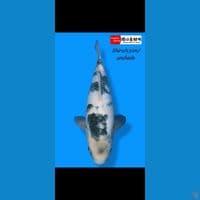 import Sekiguchi 43 cm