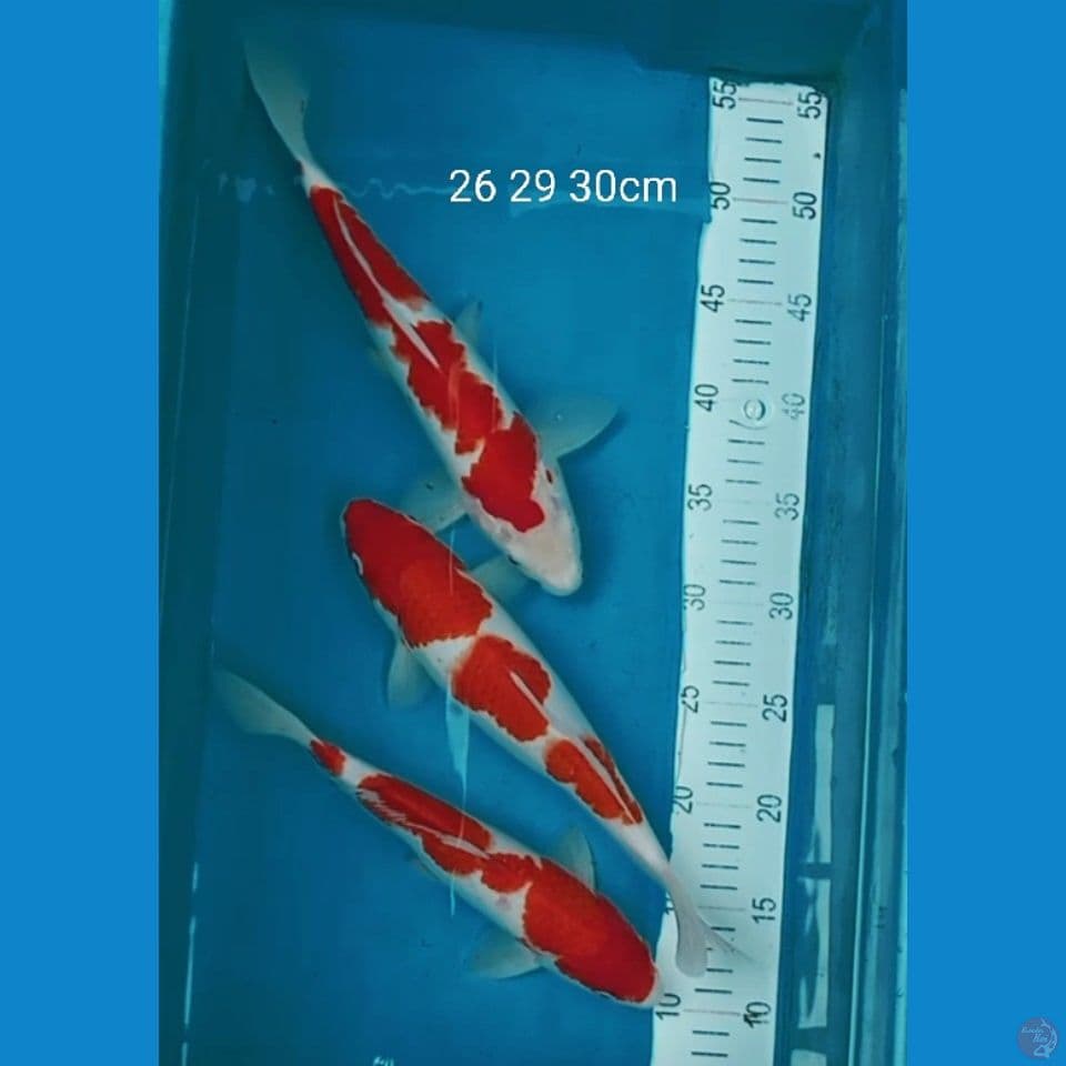 Kohaku  26,29,30cm