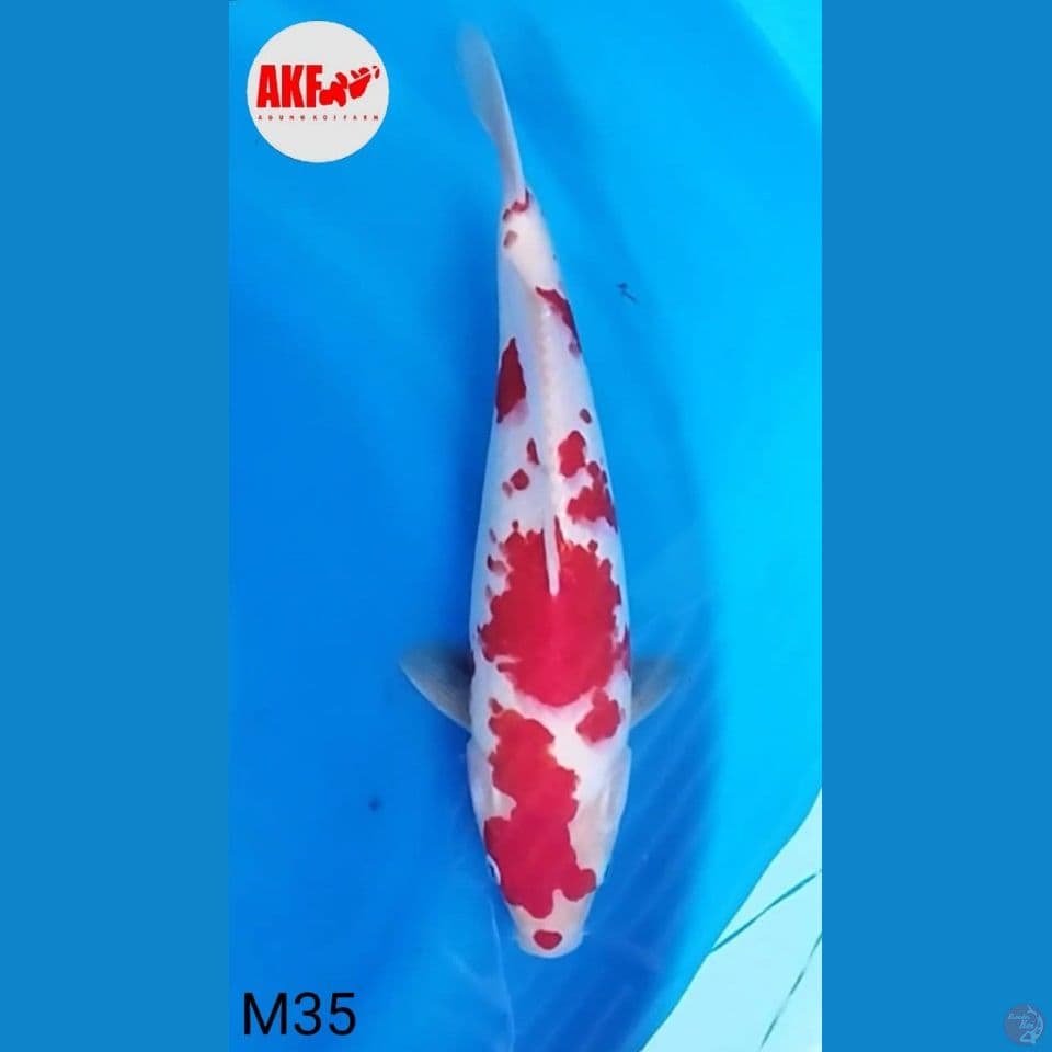 Kohaku AKF 35cm male