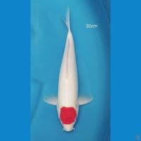 Original Tancho kohaku 31cm