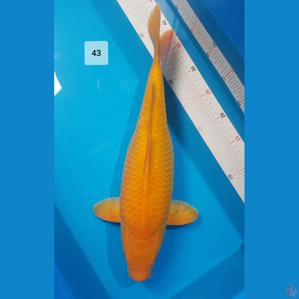 karashi corn 