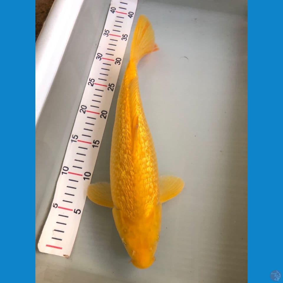 35cm karashi gindrin