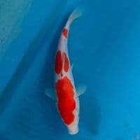 Sandan kohaku 29cm