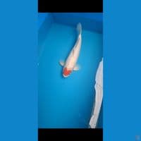Tancho original 44 cm