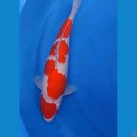 Kohaku Bulky