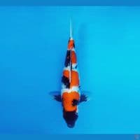 IWOJIMA 3 - Showa Evo 31 cm/fm ®