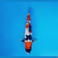IWOJIMA 6 - Showa Tategoi 28 cm/fm ®