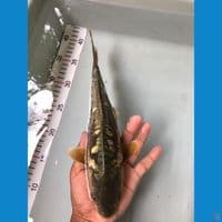 aragoke 30cm