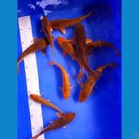 PAKET CARAMEL  NON GINRIN 17-24 CM 10 RKOR