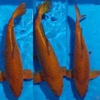 CHAGOI BULKY ALL JANTAN  40 45 50 CM