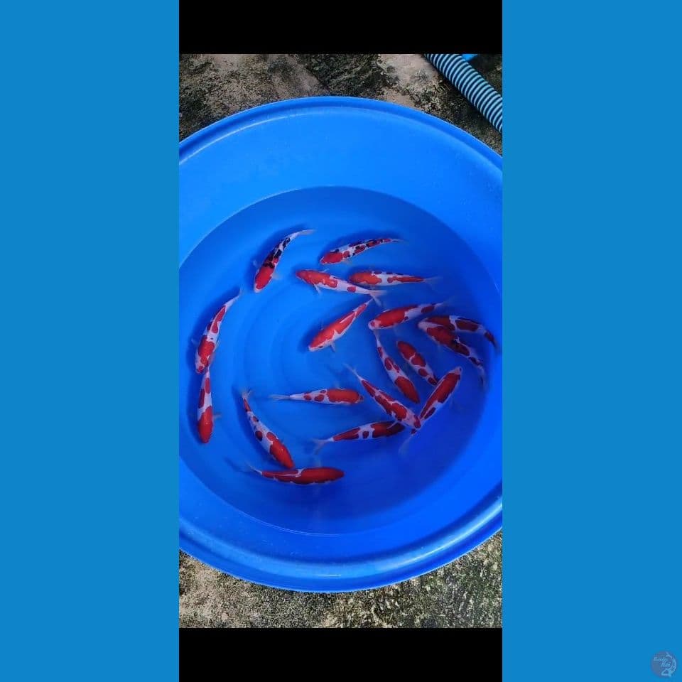 21-24cm