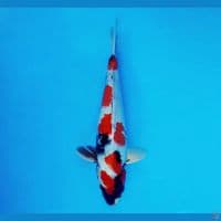 BANZAI 3 ~ Showa Evolution 30 cm/male ™