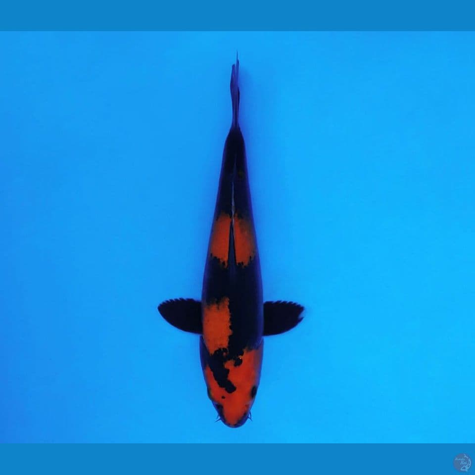 BANZAI 9 ~ Hi Utsuri 24 cm/male ™