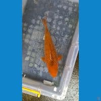 Karamel ginrin 32cm male pundukan