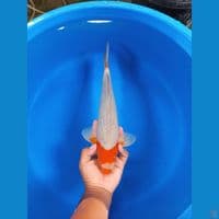 sabikoyo 38cm male