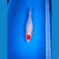 TANCHO KOHAKU DOITSU 49 CM 