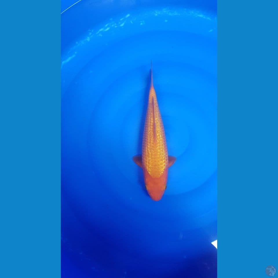 Karamel/Red karasi fuull ginrin 30cm male SQ