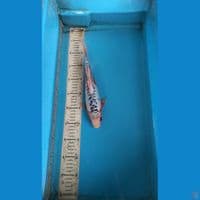 shusui 29cm m