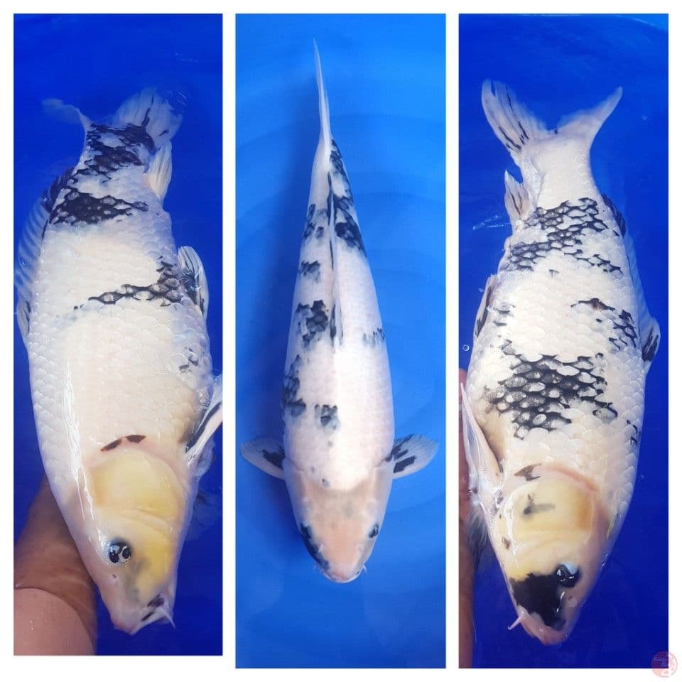indukan shiro F1 55cm original KWALITAS JOOSSS 