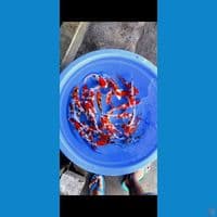 grade a 20-25cm 35pcs