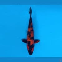 FURY 6 - Hi Utsuri 25 cm/male ®