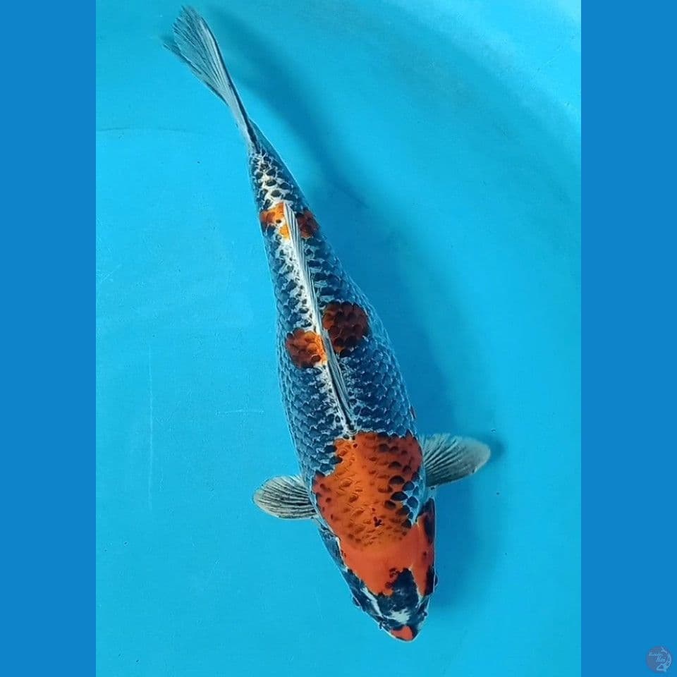 beni ginga