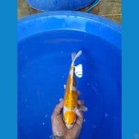 32 cm 