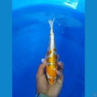 32cm 