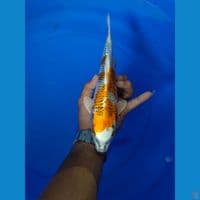 30 cm mantab