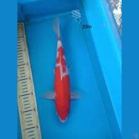 kohaku 33cm m