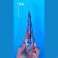 HANASHUSUI 28CM JANTAN