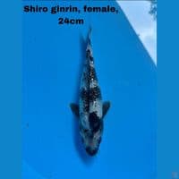 Shiro ginrin Joss