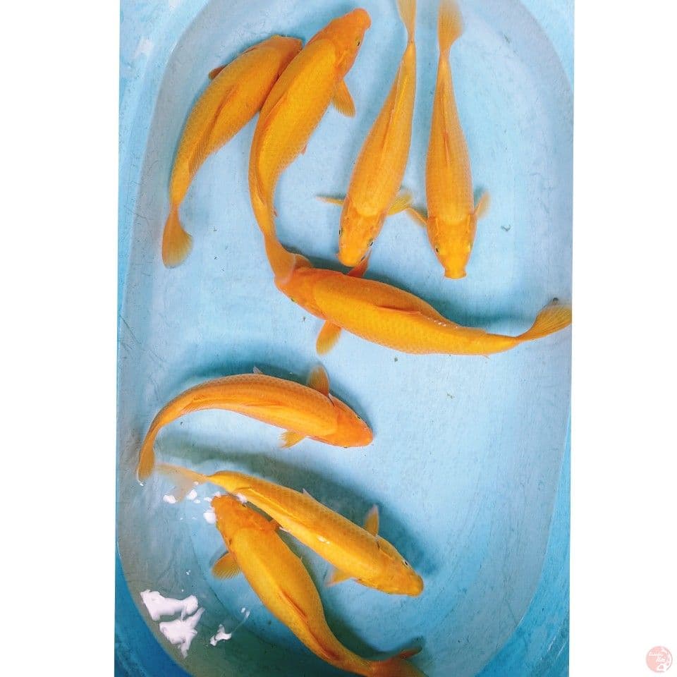 KARASI 31-35 CM  ( 8  EKOR )