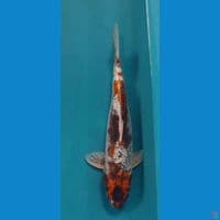 jumbo 50cm male