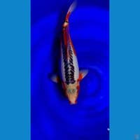 SHOW QUALITY HANA SHUSUI F1 KONISHI 51CM