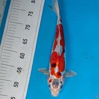 BENIKIKO 33 CM