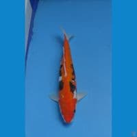 BENI KUMONRYU 24 CM