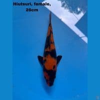 Hiutsuri mantap 
