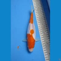 KOHAKU DOITSHU 24 cm
